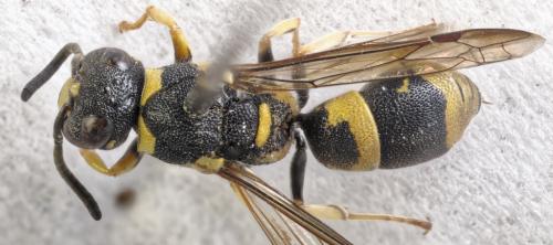 Allodynerus delphinalis